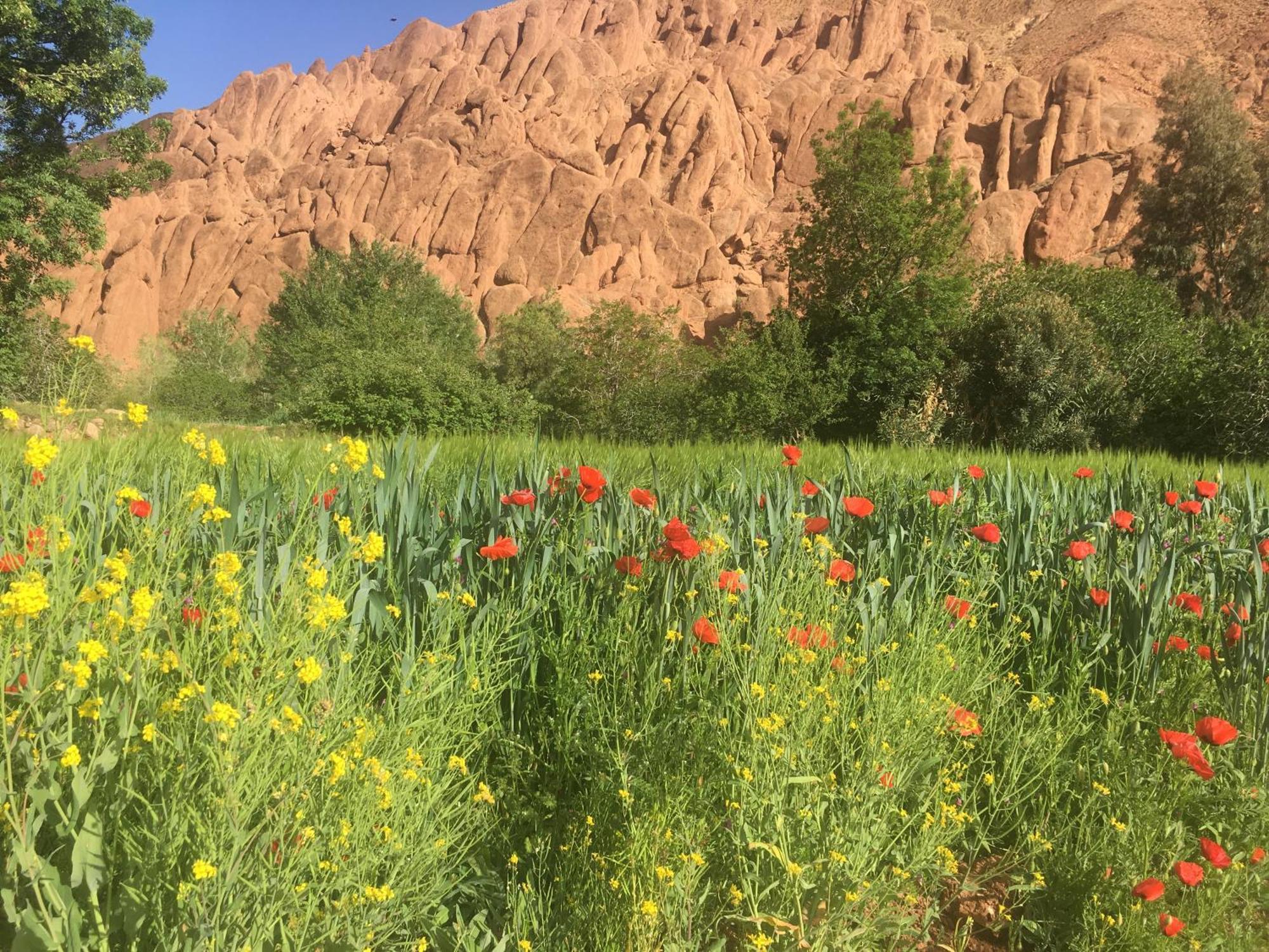 Tafsut Dades Guesthouse Stay With Locals Tamellalt  Экстерьер фото